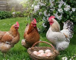 Poultry hen
